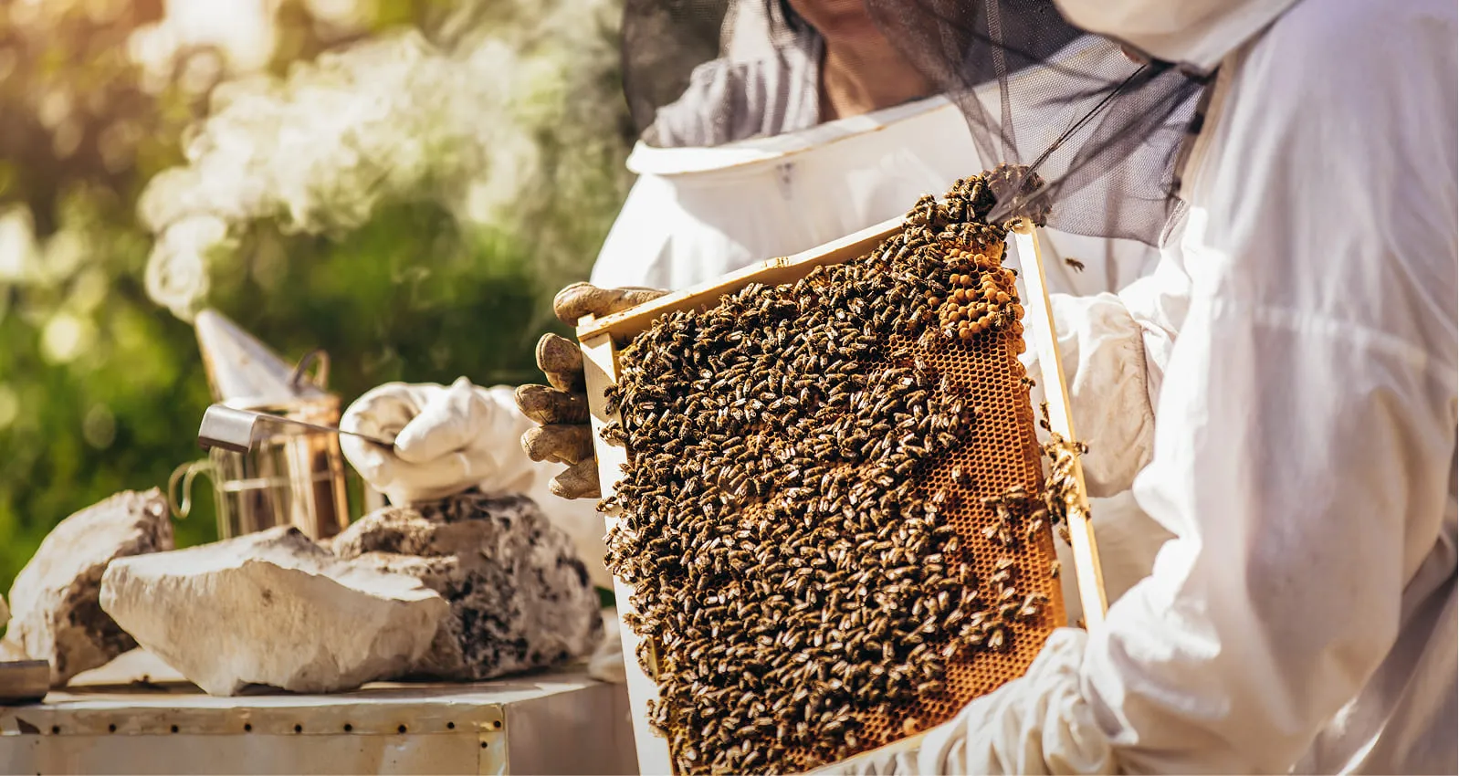 Beekeeper holding a honeycomb frame covered with bees