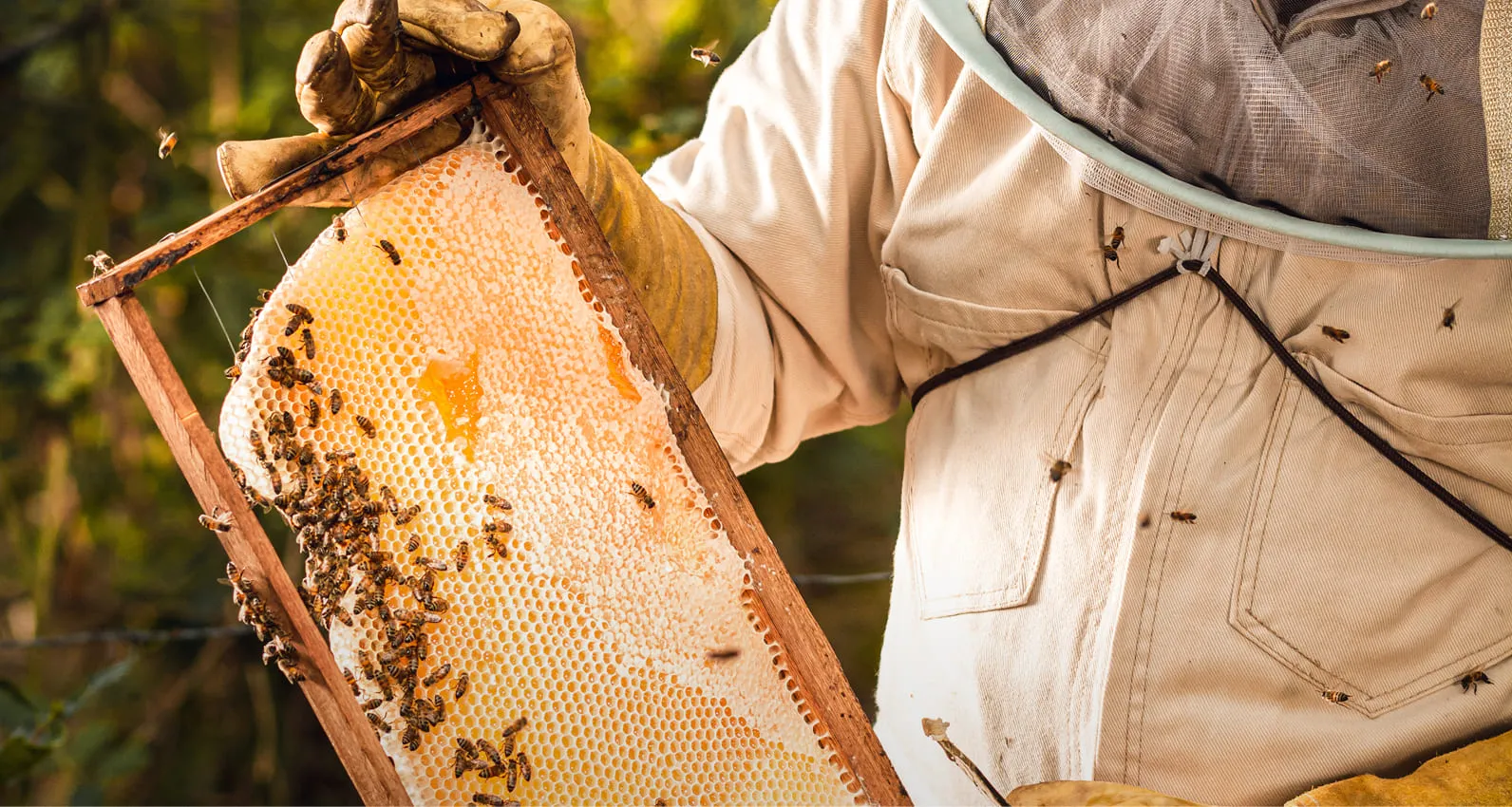 Beekeeper holding a honeycomb frame covered with bees