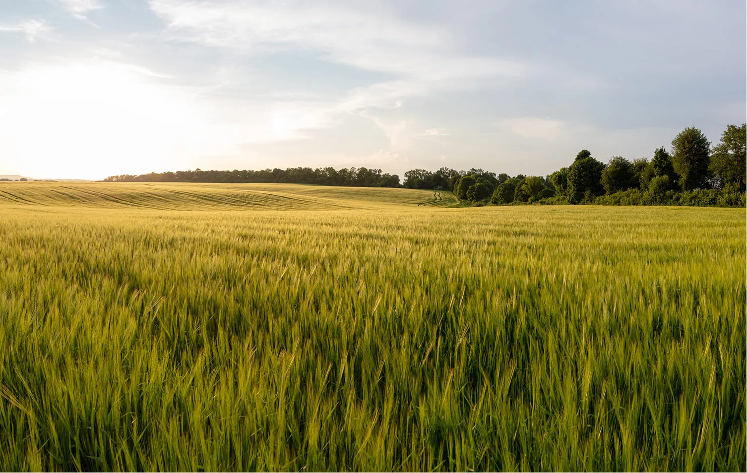 Wide green grain field with tire tracks curving toward a tree line at sunlit horizon