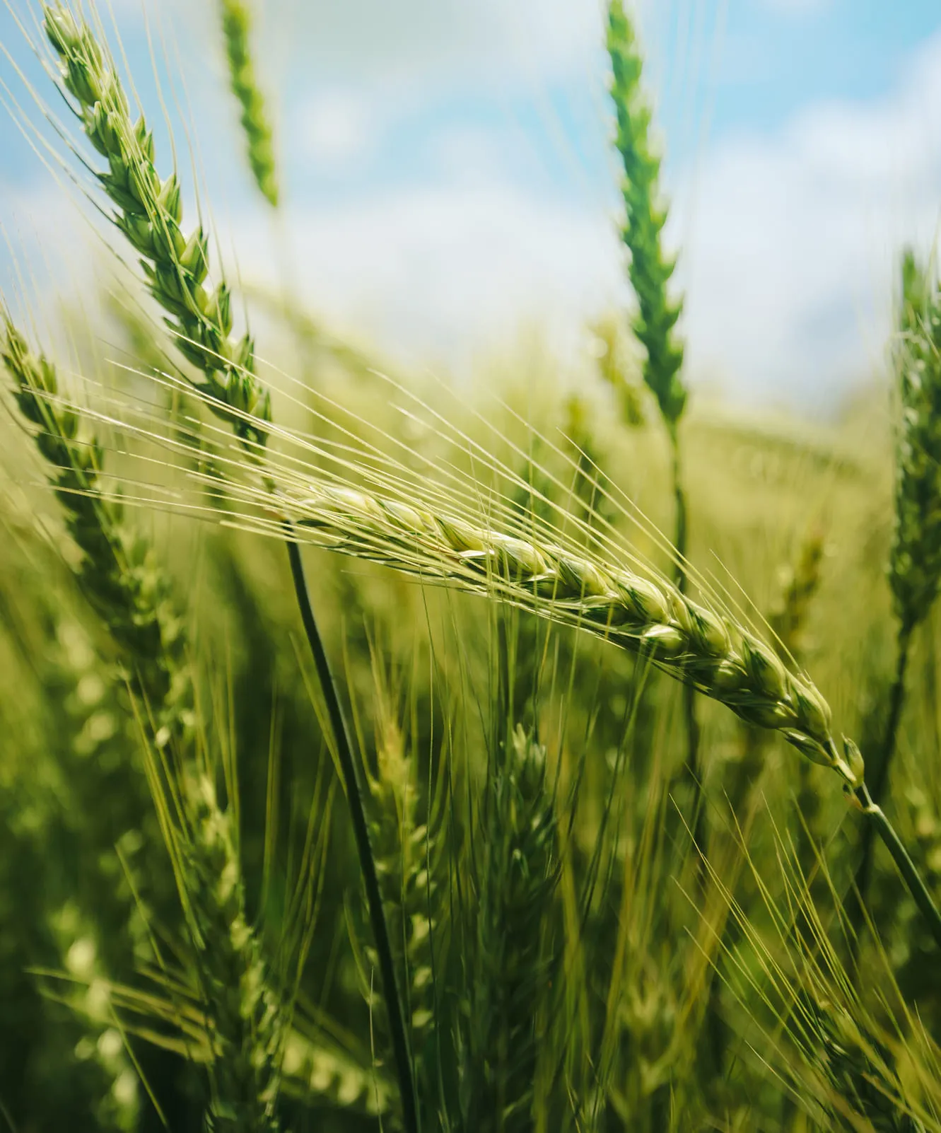 Green wheat in a sunlit field