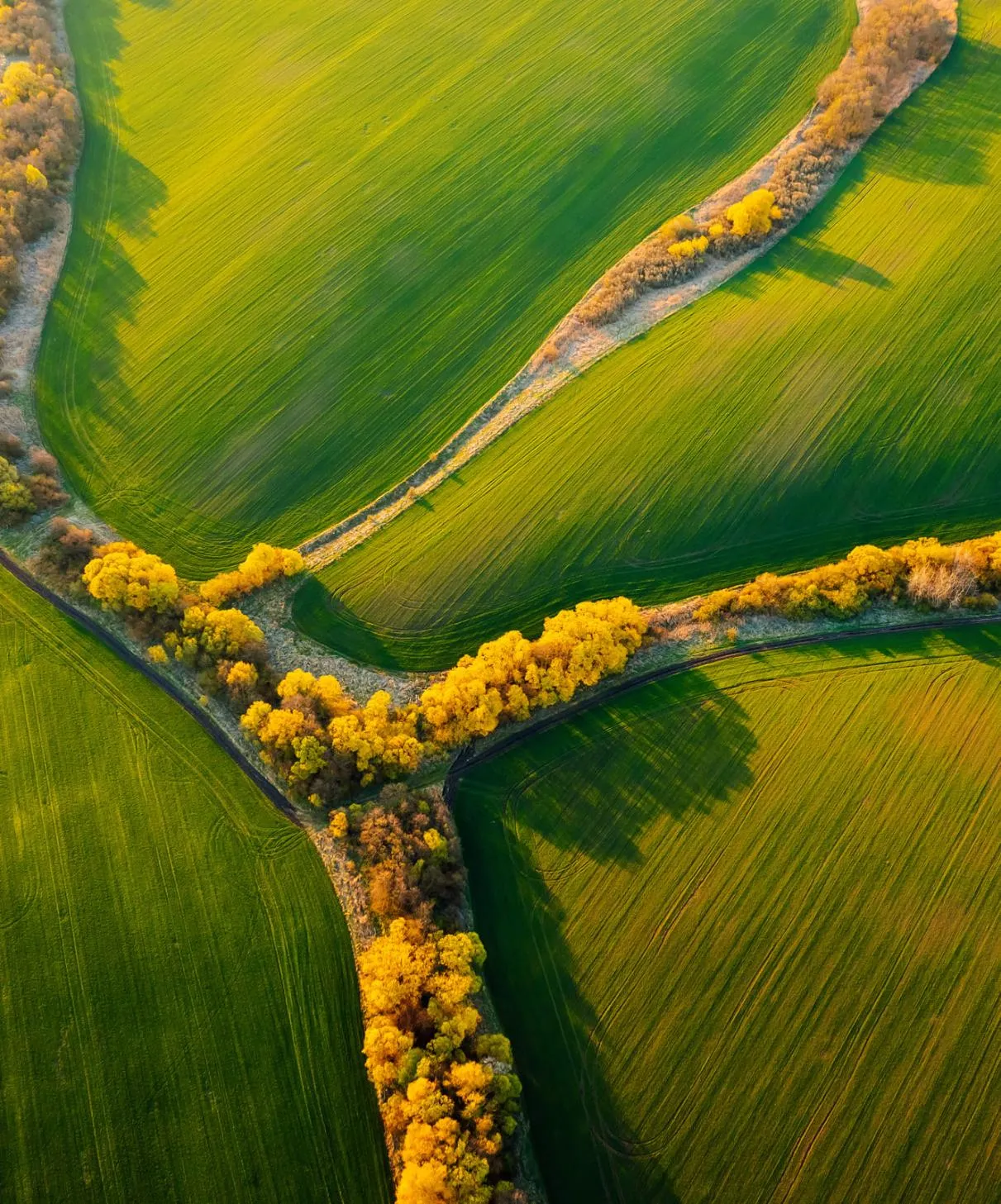 Older man placing a hat on a child in a golden field