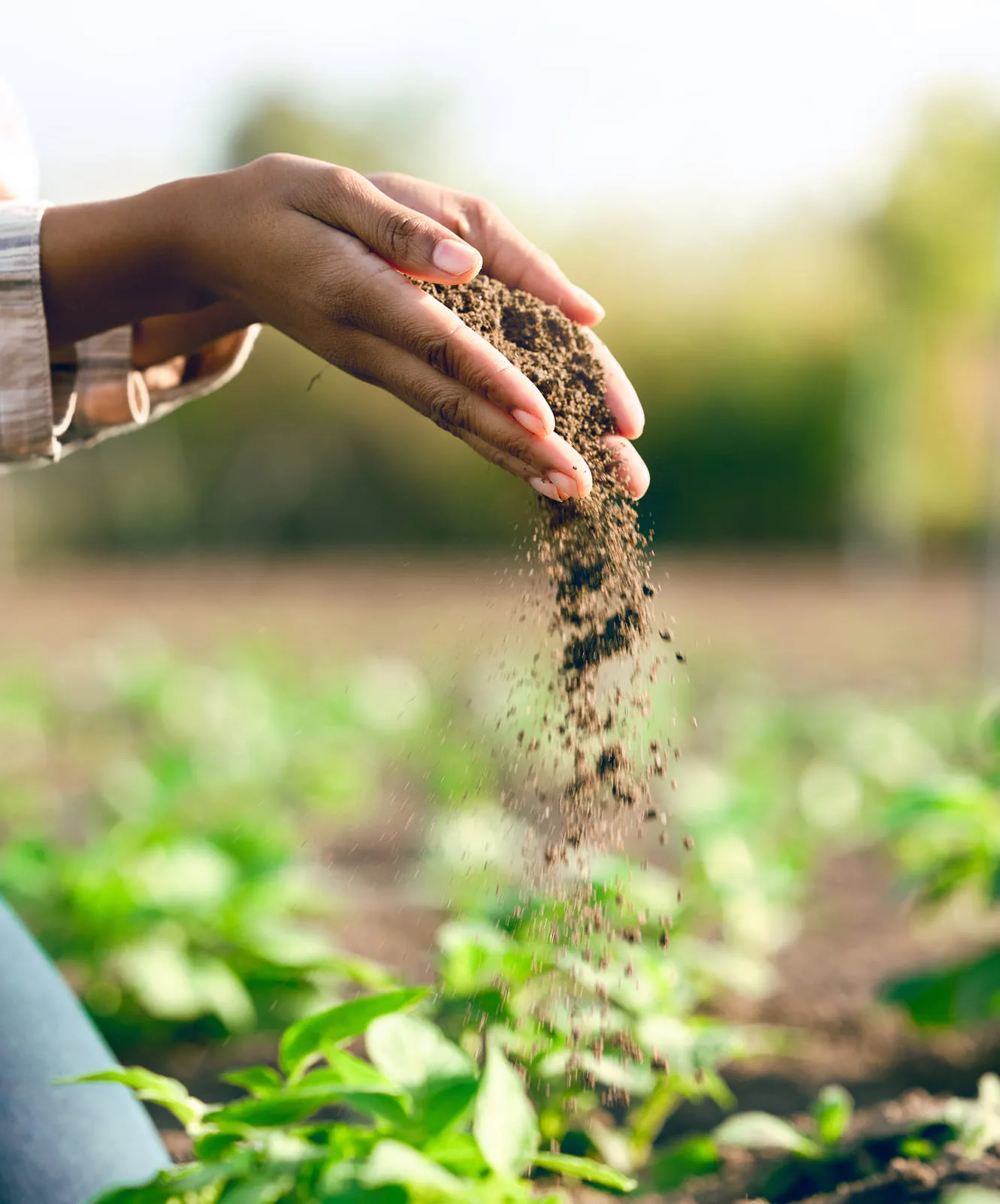 Hands working with crops in the field